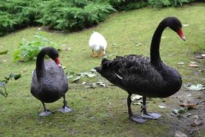 Two Black Geese, Grass photo