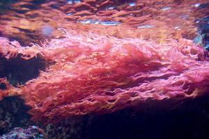 Red Coral in Marine Aquarium photo