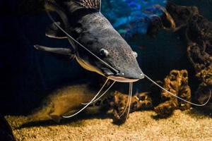 White and Brown Catfish Swimming in Aquarium photo