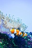 White and Orange Anemone Clownfish, Coral Reef photo