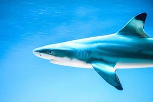 carcharhinus melanopterus tiburón nadando bajo el agua, fondo azul foto