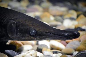 Channa Argus Fish - Close-up on Head photo