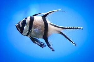 Banggai Cardinal Fish Swimming underwater, Blue Background photo