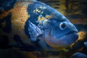 Astronotus Ocellatus Fish Swimming underwater photo