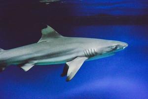 carcharhinus melanopterus tiburón nadando bajo el agua, fondo azul foto