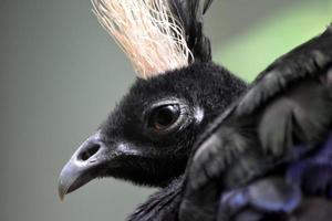 Bird with Crest, Selective Focus photo