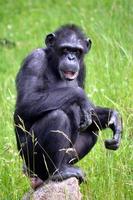 chimpancé sentado en la hierba foto