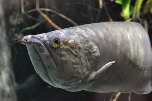 Arowana Fish, Osteoglossidae photo