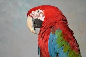 Red, Blue and Green Scarlet Macaw Parrot photo