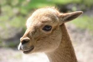 Lama - Close-up Photograph photo