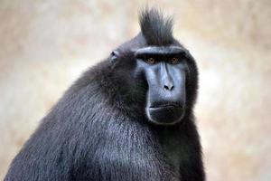 Black Macaque - Close-up on Head photo