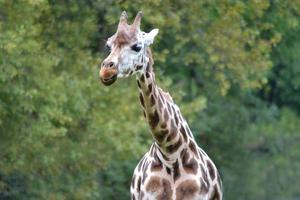 Giraffe, Trees in Background photo