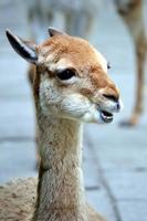 Lama - Close-up Photograph, Defocused Background photo