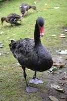 one Black Goose on Grass photo