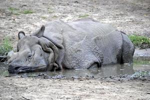 Rhinoceros Laying in Pond photo