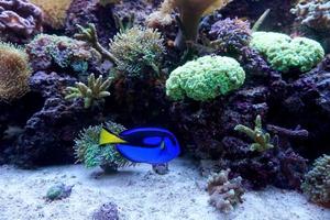 Pez tang de hipopótamo azul nadando en acuario con arrecife de coral foto