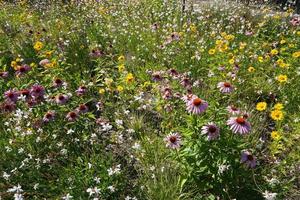 Flower Meadow - Violet and Yellow Flowers photo