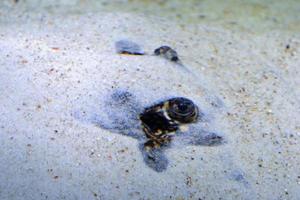 raya de río ocelado, pez potamotrygon motoro escondido bajo la arena - primer plano en los ojos foto
