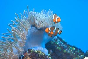 Two White and Orange Anemone Clownfish, Coral Reef photo