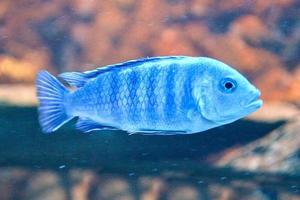 White and Blue Mouthbrooder Fish, Defocused Background photo