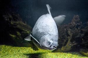 Piraña gris - natación de peces serrasalmidae foto