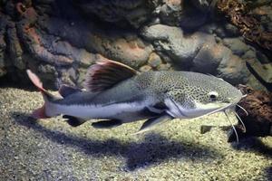 Phractocephalus Hemioliopterus - Grey, Spotted, Redtail Catfish photo