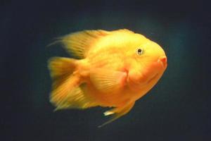 Orange Parrot Cichlid, Blue Background photo