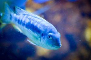 Blue Mouthbrooder Fish, Defocused Background photo