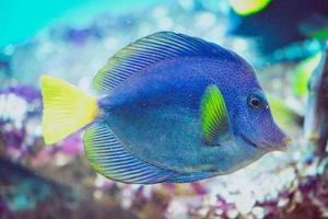 Blue and Yellow Zebrasoma Xanthurum Fish Swimming photo