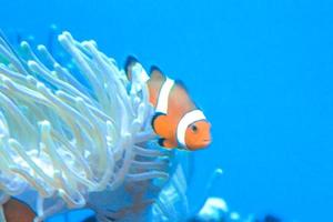 pez payaso anémona blanca y naranja, arrecife de coral foto