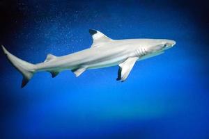 Carcharhinus Melanopterus Shark Swimming underwater, Blue Background photo