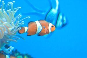 pez payaso anémona blanca y naranja, arrecife de coral foto