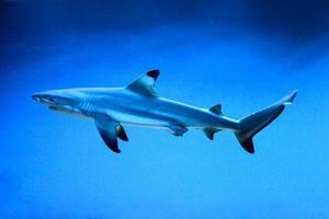 Carcharhinus Melanopterus Shark Swimming underwater, Blue Background photo