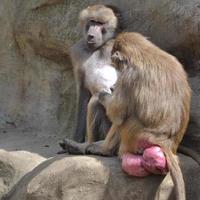 Two Baboons Sitting on Rocks photo