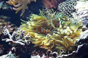 Coral Reef, Clownfish photo