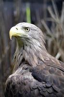 American Eagle with Yellow Beak photo