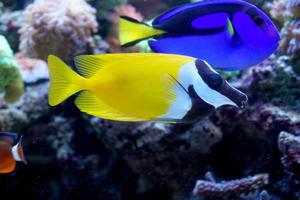 Hippo Tang and Foxface Rabbitfish Swimming in Aquarium photo