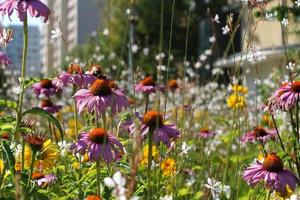 prado de flores en la ciudad, bloque de viviendas en segundo plano foto