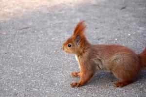 Squirrel - Side View - outdoors Photograph photo