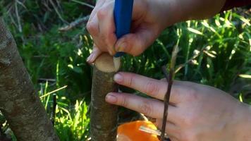 Gardener makes a graft on a tree branch in the garden . video