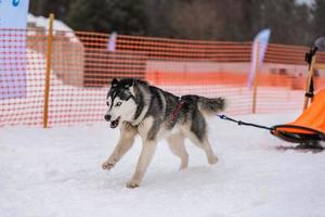 carreras de perros de trineo. equipo de perros de trineo husky en arnés corre y tira del conductor del perro. competición de campeonato de deportes de invierno. foto