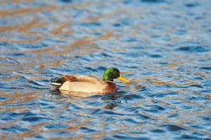 Drake mallard duck, close up photo