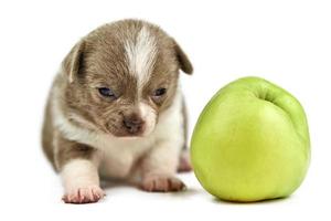 cachorro chihuahua con manzana verde foto