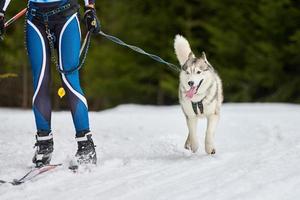 Skijoring dog sport racing photo