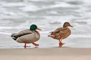 Two mallard ducks walking near sea water, breakup concept photo