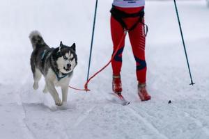 Sled dog skijoring. Husky sled dog pull dog musher. Sport championship competition.