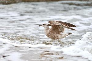 Larus michahellis, yellow-legged gull splashing in sea water photo