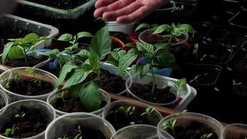 langzaam beweging een man's hand- beroertes de tops van vers groen spruiten van peper zaailingen in een dienblad. groeit zaailingen Bij huis. voorjaar voorbereidende werkzaamheden voor aanplant seizoen video