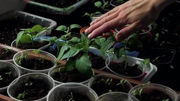 langzaam beweging een man's hand- beroertes de tops van vers groen spruiten van peper zaailingen in een dienblad. groeit zaailingen Bij huis. voorjaar voorbereidende werkzaamheden voor aanplant seizoen video