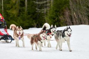 carreras de perros de trineo husky foto